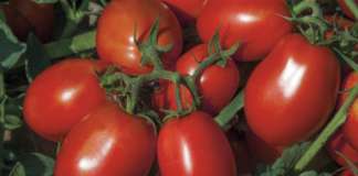 Redix, la nuova varietà di pomodoro da industria sviluppata da Syngenta