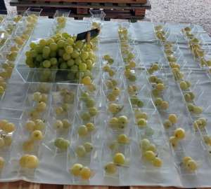 Cresce la domanda globale di uva da tavola