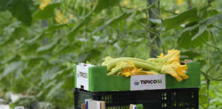 Zucchina Trombetta, uno dei prodotti simbolo del brand TipicoSì dell'Ortofrutticola di Albenga