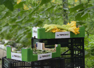 Zucchina Trombetta, uno dei prodotti simbolo del brand TipicoSì dell'Ortofrutticola di Albenga