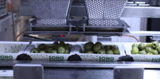 Stabilimento produttivo olive Ficacci
