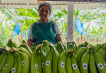 Banane Fairtrade dalla Colombia