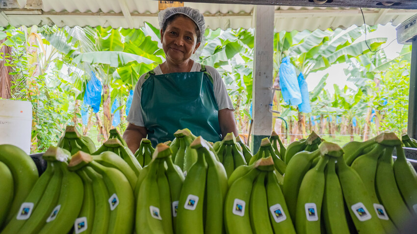 Banane Fairtrade dalla Colombia