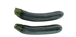 Le nuove varietà di zucchino Syngenta