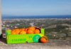 clementine calabria igp