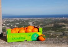 clementine calabria igp