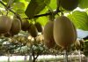 Forte crescita del kiwi italiano in valore e volume